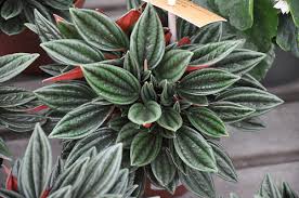 peperomia