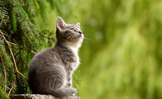 Tiragraffi per gatti: cosa sono e quali sono i migliori modelli