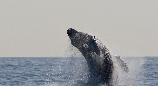 Il cetaceo antenato di balene e delfini con 4 zampe