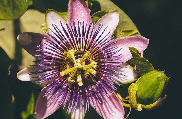 Fiore della passione: cos’è, coltivazione e dove trovarlo