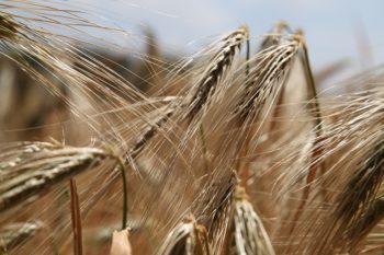i migliori piatti senza glutine per allergici e intolleranti
